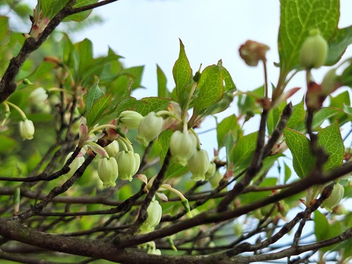 Enkianthus perulatus (White Enkianthus) (alternate view 3)