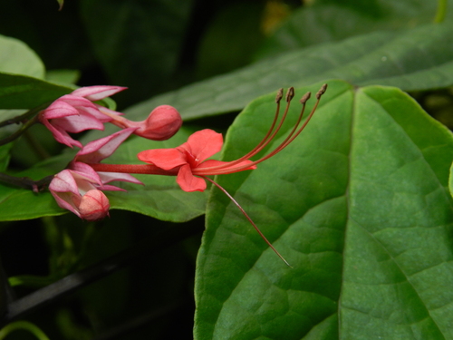 Clerodendrum × speciosum (Red Bleeding Heart Vine) (alternate view 5)