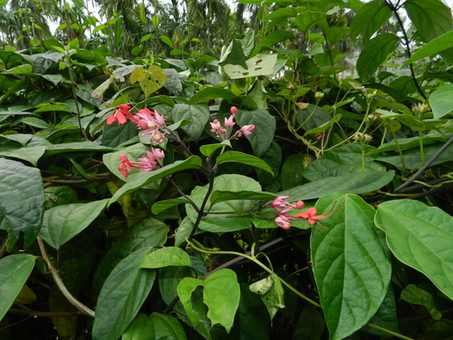 Clerodendrum × speciosum (Red Bleeding Heart Vine) (alternate view 4)