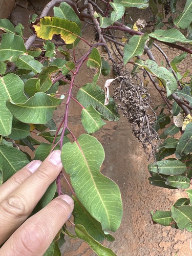 Malosma laurina (laurel sumac)