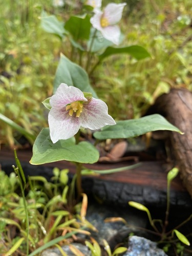 Pseudotrillium rivale (brook wakerobin) (alternate view 5)