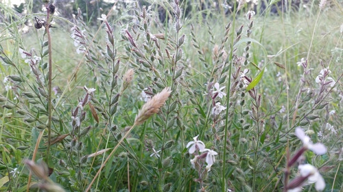Silene gallica (Small-flowered Catchfly) (alternate view 8)