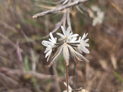 Achyrachaena mollis (Blow Wives) (alternate view 6)
