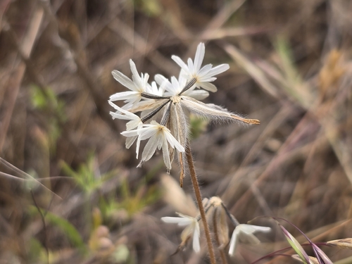 Achyrachaena mollis (Blow Wives) (alternate view 7)