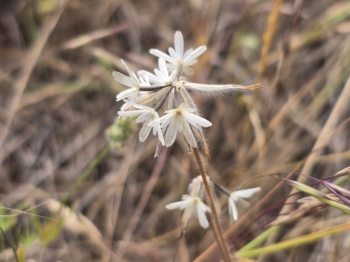 Achyrachaena mollis (Blow Wives) (alternate view 8)