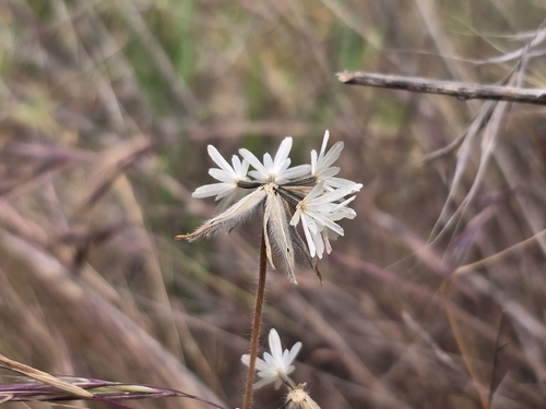 Achyrachaena mollis (Blow Wives) (alternate view 9)
