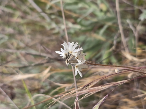 Achyrachaena mollis (Blow Wives) (alternate view 10)