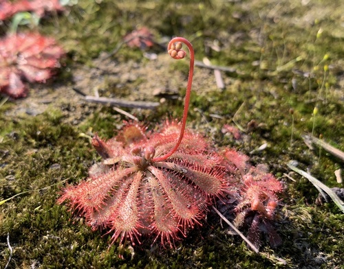 Drosera spatulata (Rosy Sundew) (alternate view 7)