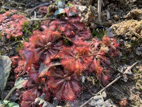 Drosera spatulata (Rosy Sundew) (alternate view 8)