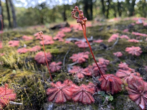 Drosera spatulata (Rosy Sundew) (alternate view 6)