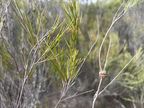Melaleuca uncinata (broombush) (alternate view 8)