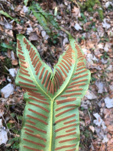 Asplenium scolopendrium (Harts Tongue Fern) (alternate view 5)
