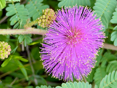 Mimosa quadrivalvis (Fourvalve Mimosa)