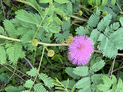 Mimosa quadrivalvis (Fourvalve Mimosa) (alternate view 2)
