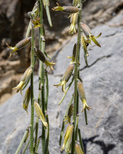 Boechera (rockcresses) (alternate view 4)
