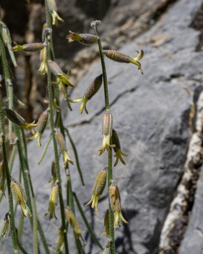 Boechera (rockcresses) (alternate view 6)