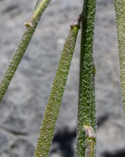 Boechera (rockcresses) (alternate view 8)