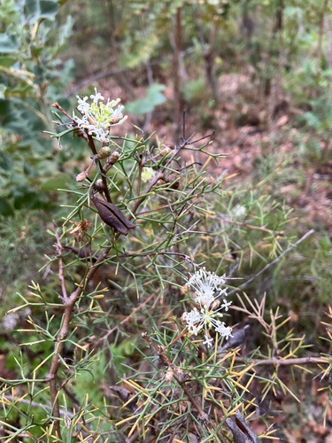 Hakea lissocarpha (Honey Bush)