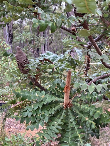 Banksia grandis (Giant Banksia) (alternate view 5)