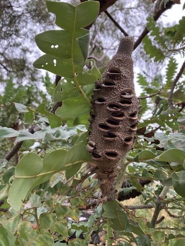 Banksia grandis (Giant Banksia) (alternate view 6)