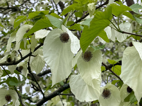 Davidia involucrata (dove tree) (alternate view 14)