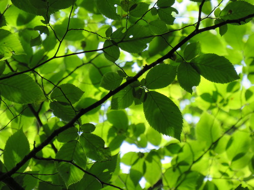Ostrya virginiana (American hophornbeam)