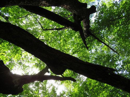 Ostrya virginiana (American hophornbeam)