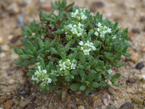 Poranthera microphylla (Small Poranthera) (alternate view 6)