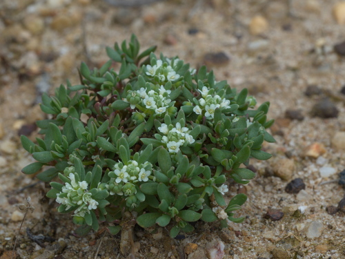 Poranthera microphylla (Small Poranthera) (alternate view 7)