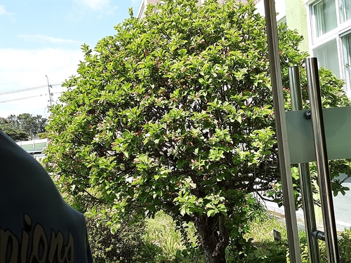 Malus × floribunda (Japanese Crabapple) (alternate view 10)