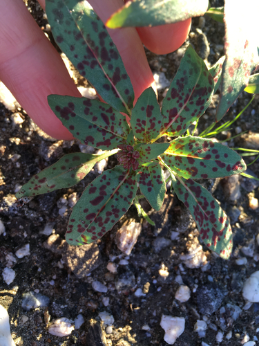 Eremothera boothii (Booth's Evening Primrose) (alternate view 10)