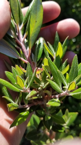 Xylococcus bicolor (mission manzanita)