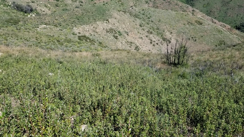 Xylococcus bicolor (mission manzanita) (alternate view 2)