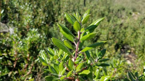 Xylococcus bicolor (mission manzanita) (alternate view 3)
