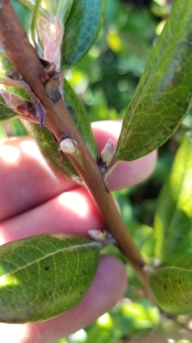 Xylococcus bicolor (mission manzanita) (alternate view 4)