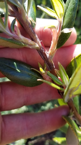 Xylococcus bicolor (mission manzanita) (alternate view 5)