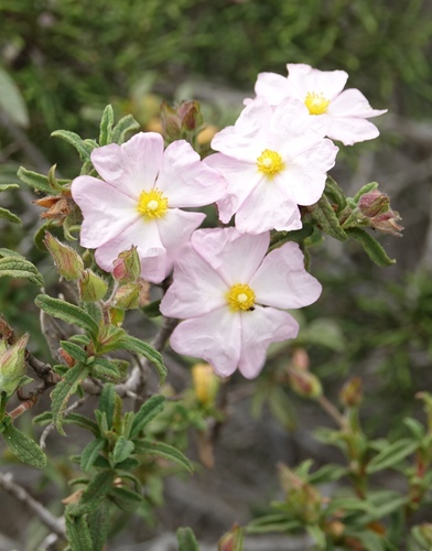 Cistus x skanbergii