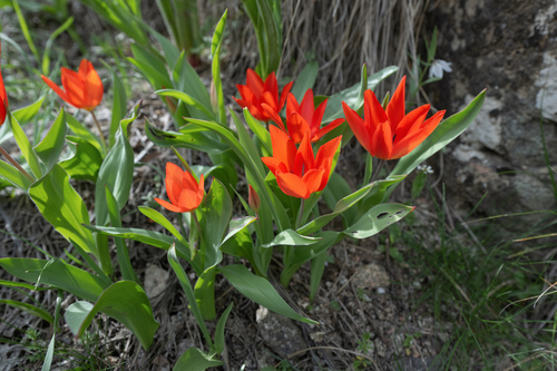 Tulipa praestans (excellent tulip) (alternate view 4)