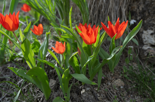 Tulipa praestans (excellent tulip) (alternate view 5)
