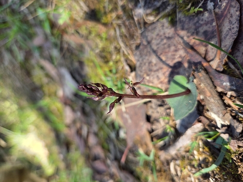 Acianthus pusillus (small mosquito-orchid) (alternate view 3)