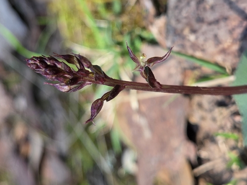 Acianthus pusillus (small mosquito-orchid) (alternate view 4)