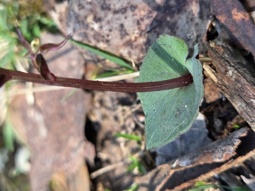 Acianthus pusillus (small mosquito-orchid) (alternate view 5)