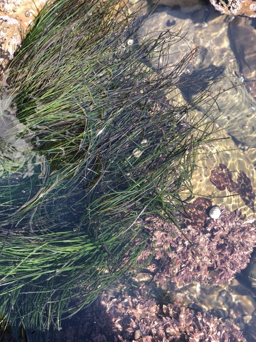 Phyllospadix torreyi (Torrey's Surfgrass)