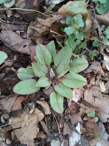 Hackelia virginiana (virginia stickseed) (alternate view 6)