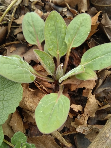 Hackelia virginiana (virginia stickseed) (alternate view 7)
