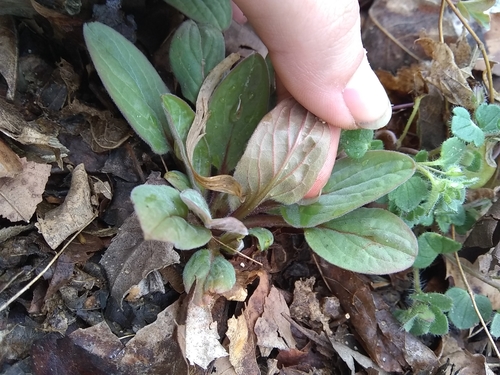 Hackelia virginiana (virginia stickseed) (alternate view 8)
