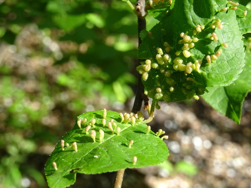 Prunus padus (bird cherry)