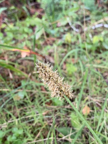 Carex densa (Dense Sedge) (alternate view 4)