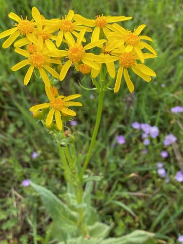 Senecio ampullaceus (Texas ragwort) (alternate view 7)