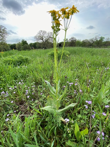 Senecio ampullaceus (Texas ragwort) (alternate view 8)